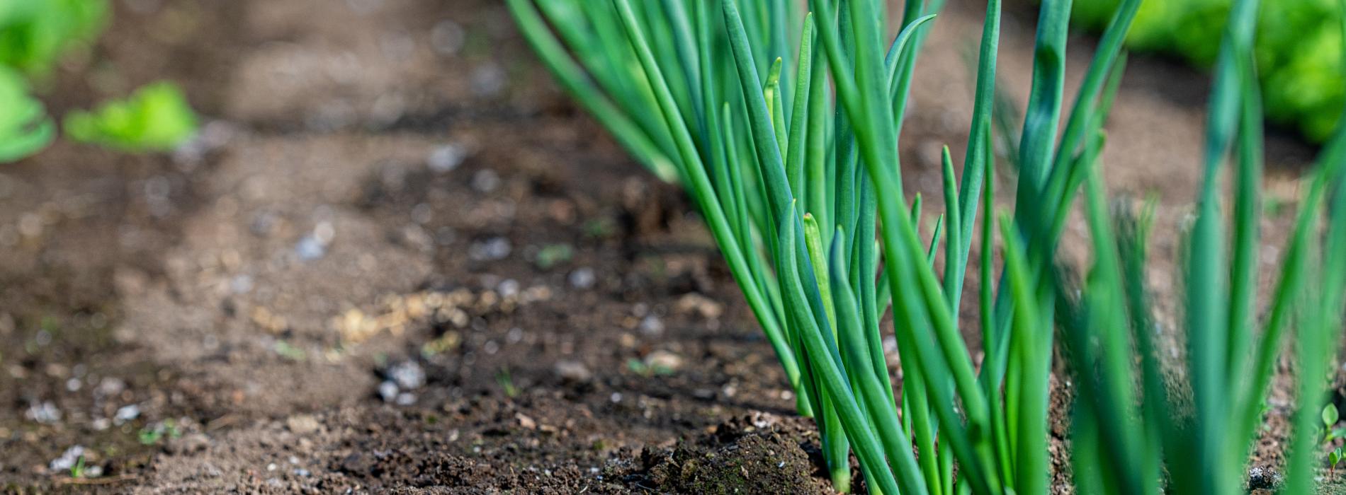 Gorgeous soil